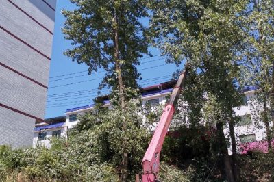 配電運檢人員在10千伏高鎮(zhèn)線對高大樹木進行砍青掃障