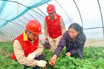 對草莓大棚用電線路、排灌設(shè)備進行檢查維護